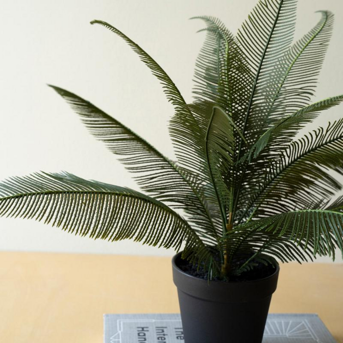 potted plants phoenix Potted Phoenix Plant