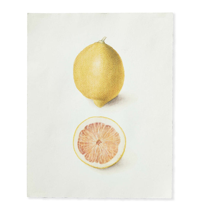 Lemon Deckled Edge Print - 11x14