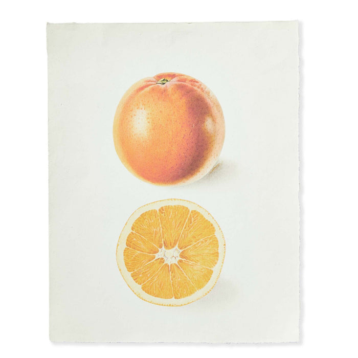 Orange Deckled Edge Print - 11x14