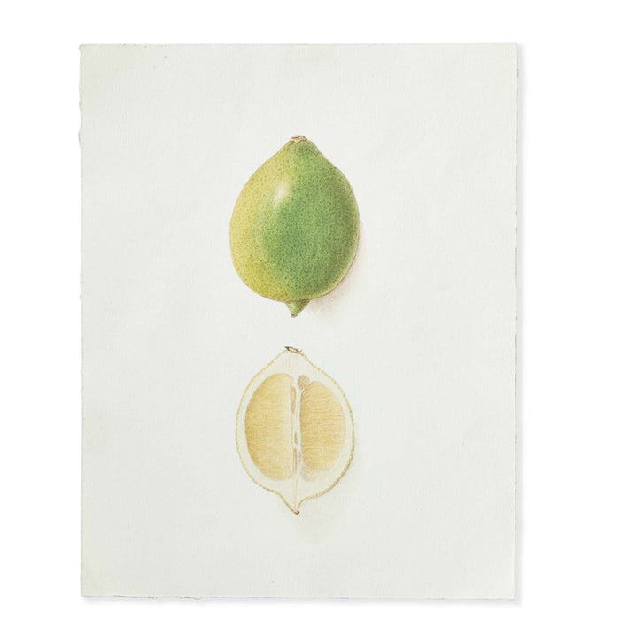 Lime Deckled Edge Print - 11x14