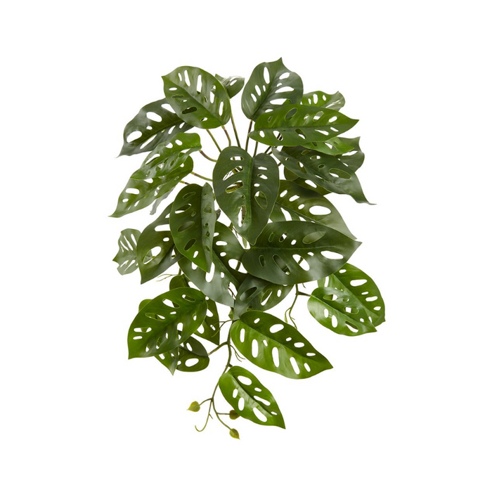monstera bush Monstera Oblique Hanging Bush