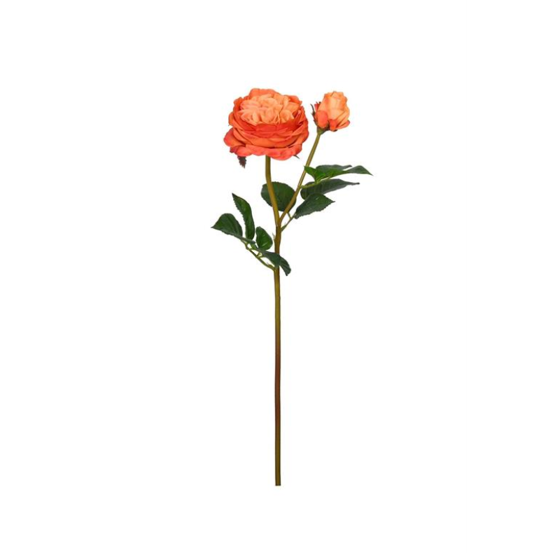 Orange Cabbage Rose w/ Bud - 24