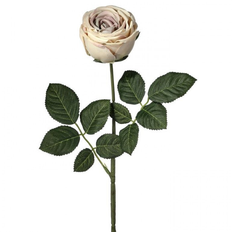 Cappuccino Vintage Rose Blossom - 23