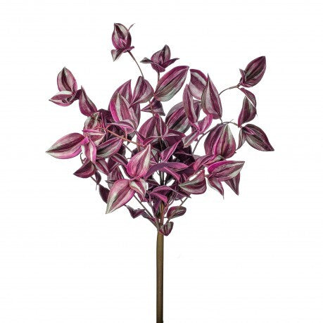 green and purple leaf hanging plant Purple & Green Tradescantia Bush, UV Proof